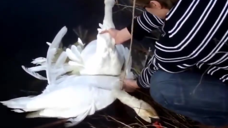 两天鹅打架缠在一起分不开,无奈游到岸边向人们求救